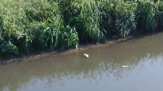 Aparecieron peces muertos en un área natural protegida