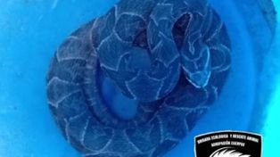 Alerta: encontraron una yarará venenosa en pleno parque de las Colectividades
