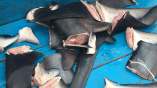 Docenas de aletas de tiburón en un pesquero. Esta actividad es ilegal y causa la muerte de especies en peligro de extinción.