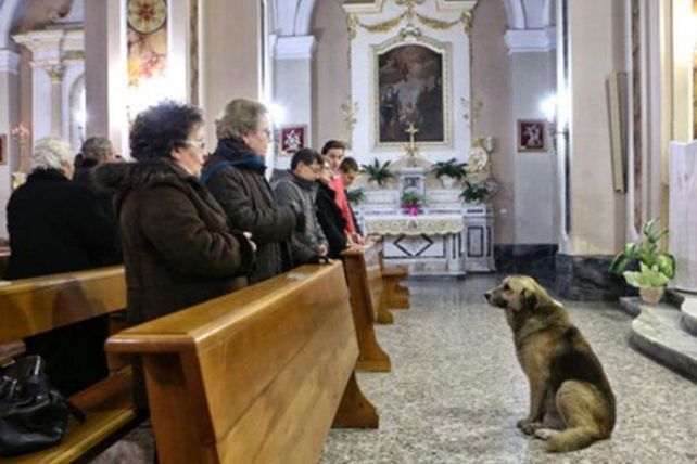 Un pastor alemán llora a su dueña en una iglesia en Italia