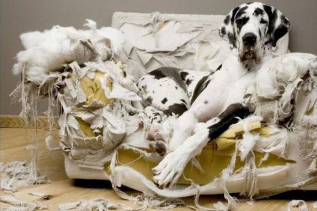 Mascotas infraganti: fotos de lo que ellos hacen cuando vos no estás