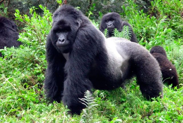 Alerta, Tierra: unas 5,200 especies están en peligro de extinción