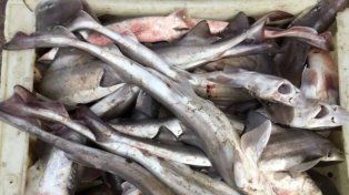 Previo a la Pascua, la demanda de este alimento se incrementa y las pescaderías ofrecen múltiples opciones. Los ejemplares habitan el Mar Argentino