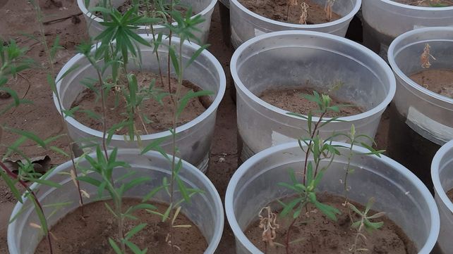 Confirman una nueva maleza resistente en Argentina