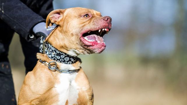Un policía fue atacado por un pitbull en Santa Fe y el propio dueño le pidió que lo mataran.