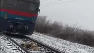 El video de un perro protegiendo a su compañera herida sobre las vías de un tren se vuelve viral