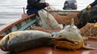 Se redujo un 50% el cupo de exportación de especies de río