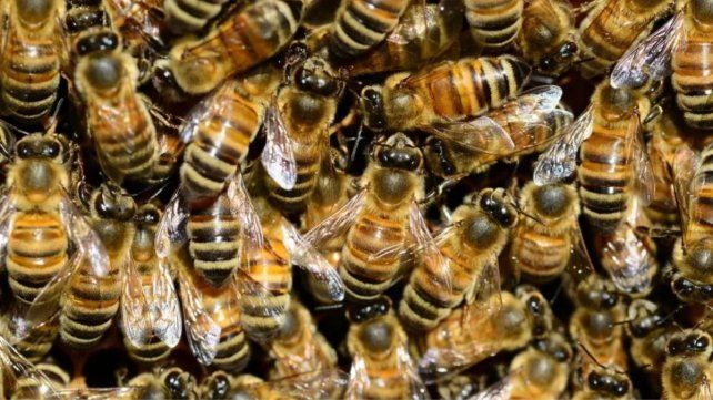 Las abejas van por su propia ley en Santa Fe: el rol clave de un insecto cada vez más relevante.