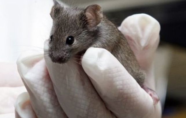 El genetista indicó que investigan en la actualidad si es posible revertir el envejecimiento en todos sus aspectos.