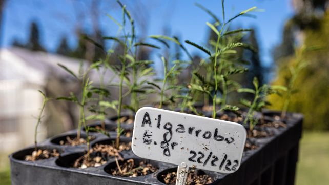 “Plantemos un árbol por cada graduado y graduada”