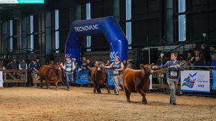 Semana Angus de Otoño: llega la fiesta de la ganadería