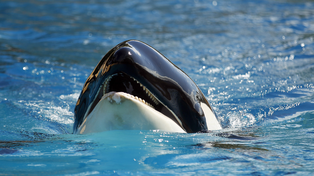Las orcas son mamíferos marinos muy inteligentes