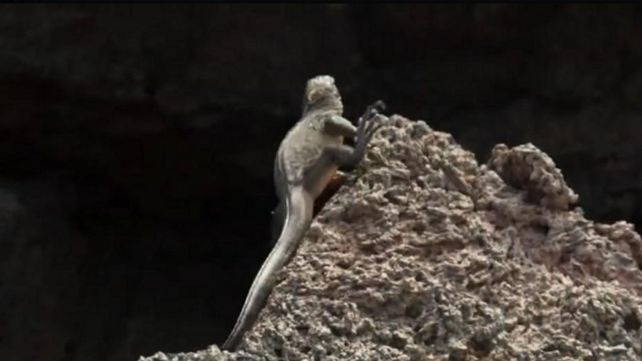 La iguana Messi el fenómeno viral de las redes sociales