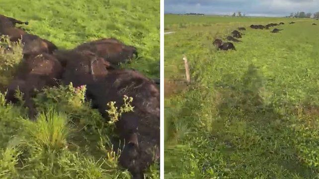Una centella calló en un campo de Líbano