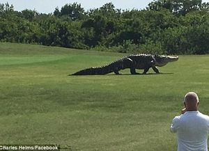 Un cocodrilo gigante causó sorpresa y temor al aparecer en medio de una cancha de golf