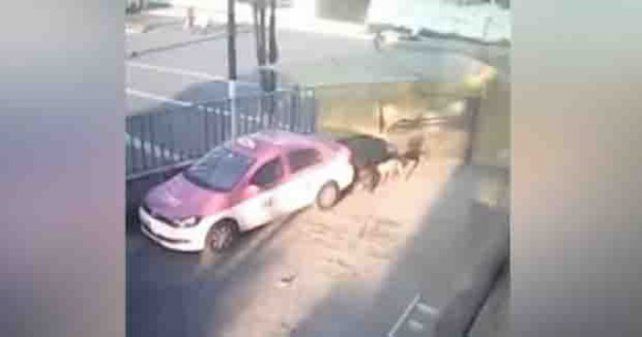 Aberrante: fue denunciado por tener sexo con perros callejeros