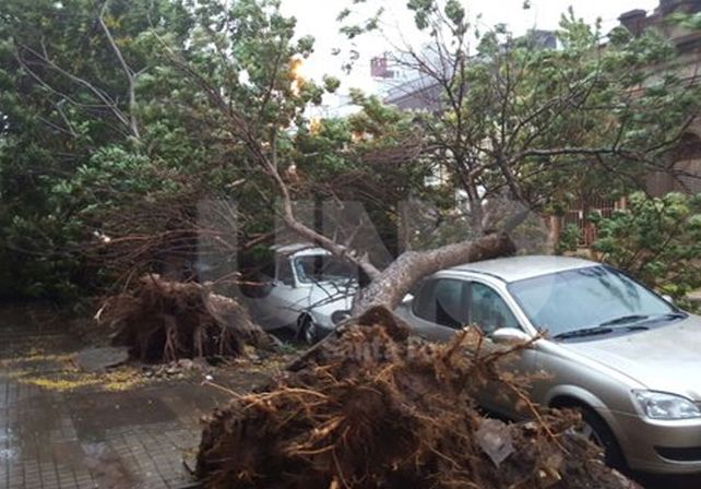Árbol caído en Saavedra 2257 entre Mendoza y Salta. Foto: @julianherbalife