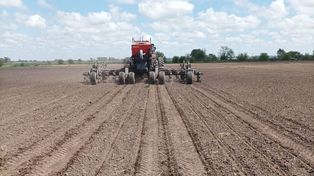Arrancaron los ensayos de maíz y soja  en el PT Farm
