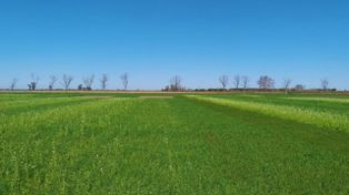 Las leguminosas mejoran el balance de nitrógeno en secuencias con maíz