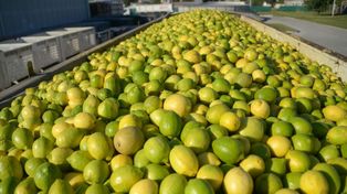 La cosecha total de frutas presentaría un aumento de 4,5% con respecto al ciclo previo.