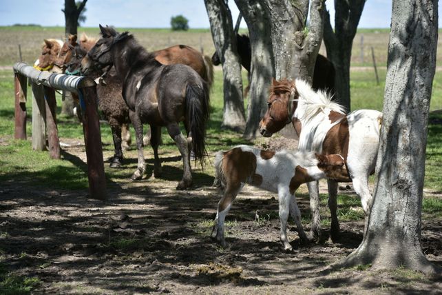 Asistidos. Los animales reciben atención veterinaria en el Campo de liberación. Algunos llegan al lugar en muy malas condiciones de salud.&nbsp;