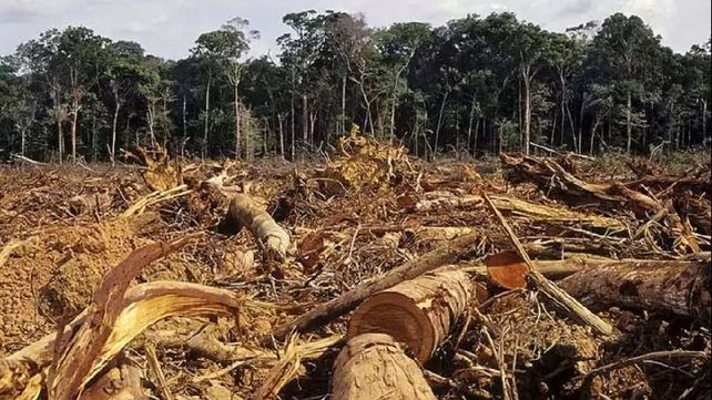 Ambiente electoral: los temas del ambientalismo que el futuro presidente deberá tomar