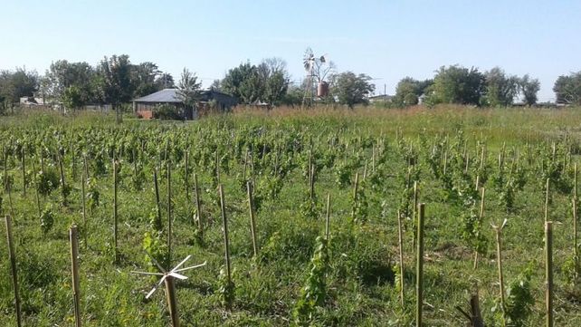 Vinos con terruño y memoria santafesina