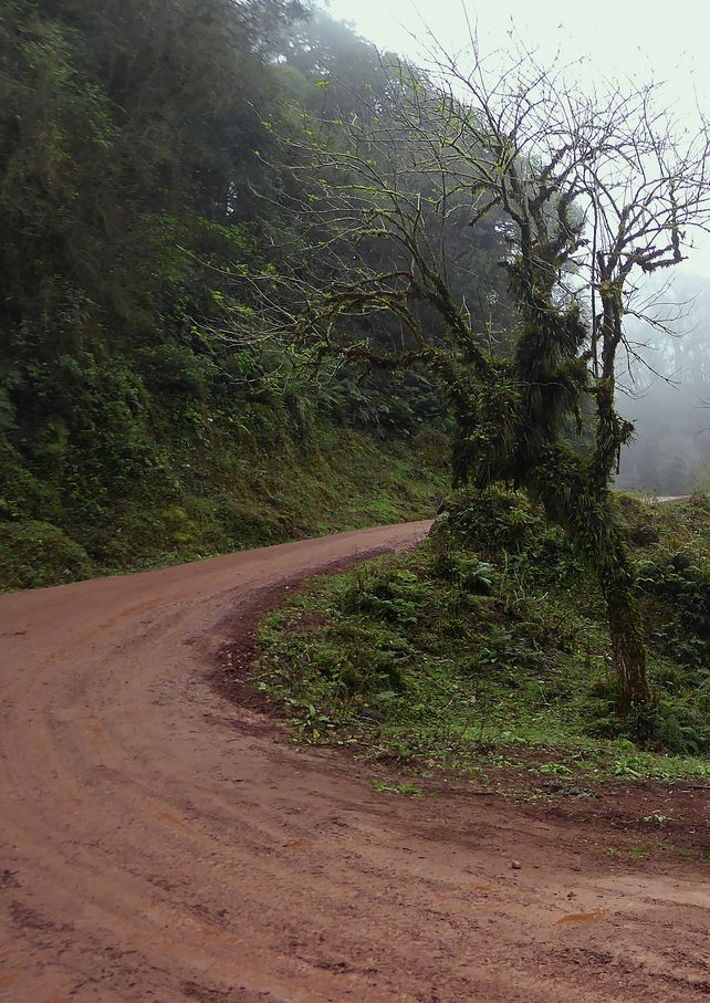 Selva, nube y montaña: de la yunga a la quebrada
