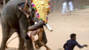 Un elefante entr&oacute; a un templo hind&uacute; y mat&oacute; a tres personas