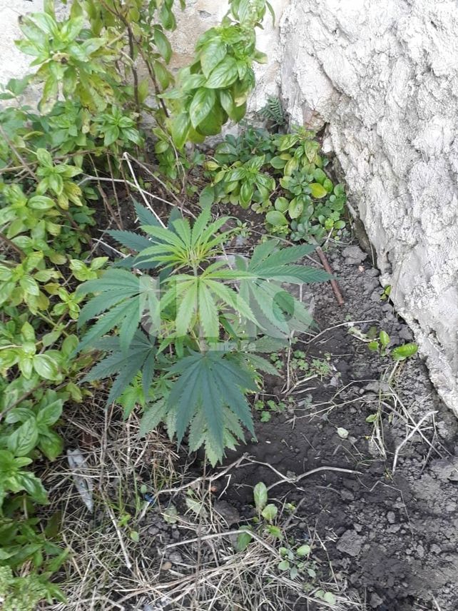 Santa Fe:  Detuvieron a cuatro miembros de una organización narcocriminal