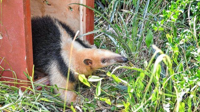 Santa Fe: en un año se rescataron 1.402 animales silvestres y se logró la liberación de 570