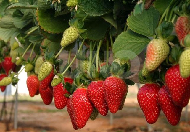 Potencial. Las huertas del área metropolitana se pueden convertir en un atractivo más para turistas.