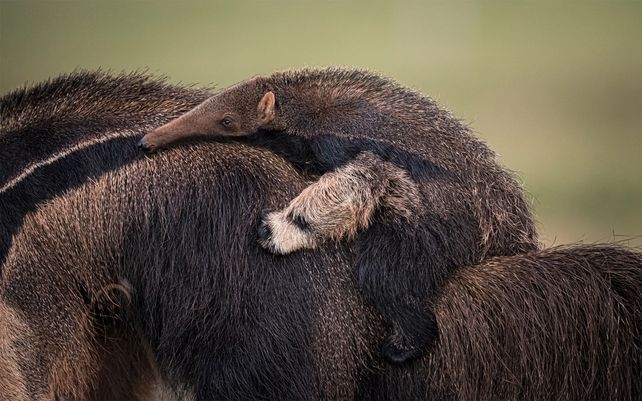 Hacer autostop. Photo by Wim van den Heever, Sudáfrica