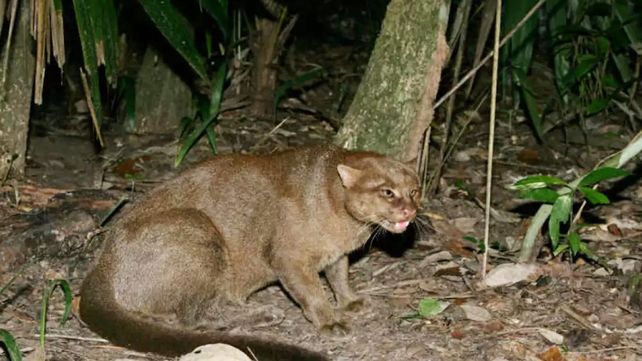 Este felino alcanza una longitud de 50 a 70 centímetros de largo