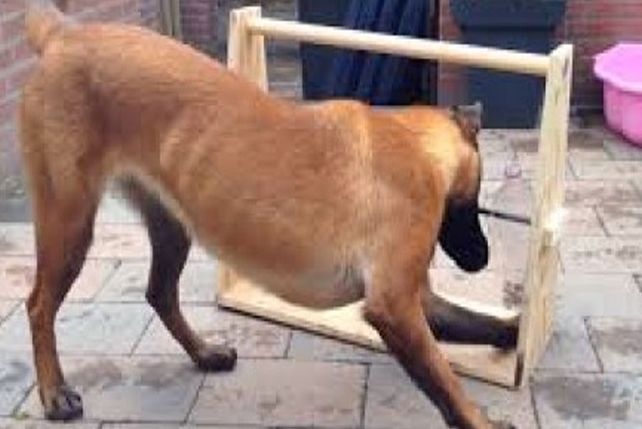 Un ingenioso juego para poner a prueba la inteligencia de los perros