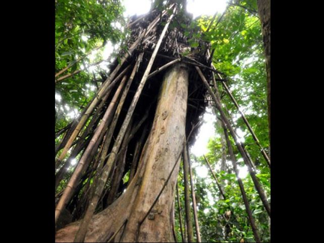 Un hombre de 83 años y su hijo de 42, viven en la selva realmente como Tarzán