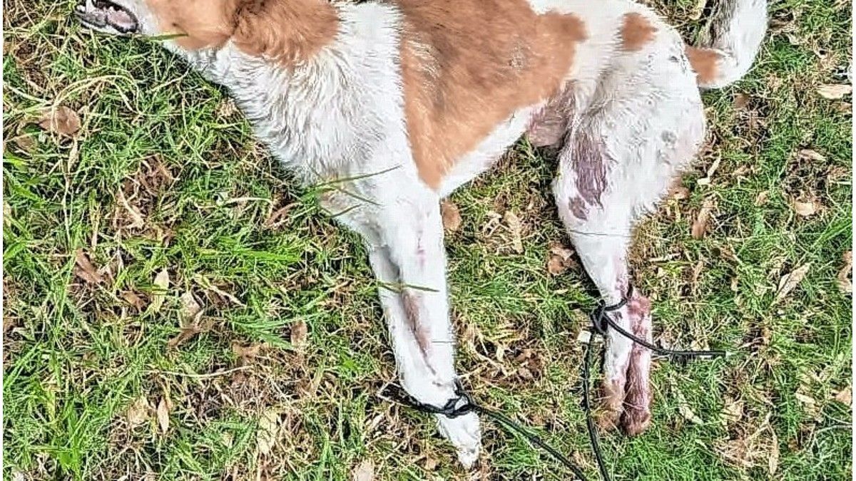 Conmoción por el hallazgo de un perro sin vida y atado en Gualeguay