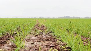 El 23% de la cosecha de trigo tiene en su génesis el aporte de fertilizantes