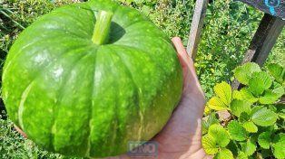 En una huerta de Oro Verde cosecharon zapallitos gigantes