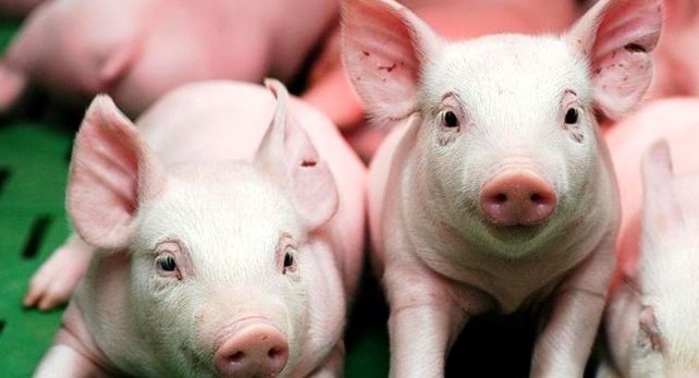 Argentina importará cerdo de EE.UU y se pondrían en peligro 35 mil empleos