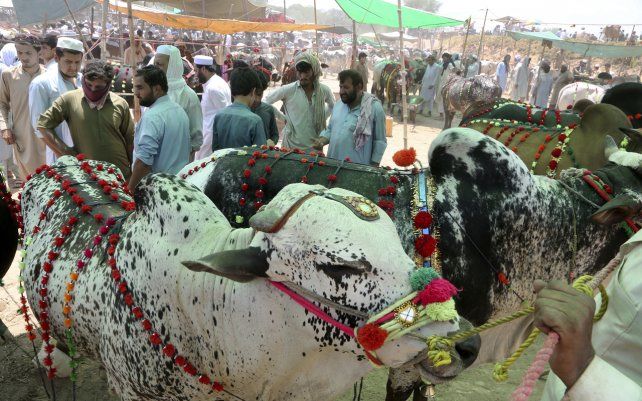 La gente negocia con los vendedores para comprar animales para la próxima fiesta musulmana de Eid al-Adha o Fiesta del Sacrificio, en un mercado de ganado en Peshawar, Pakistán.