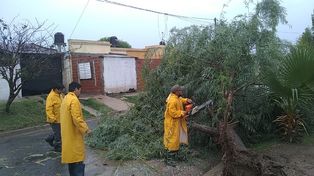 El saldo de la tormenta en Paraná: árboles caídos y familias sin techo