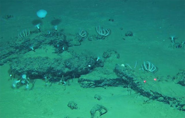 Descubrieron en el océano Índico un monumental cementerio de ballenas de 5 millones de años