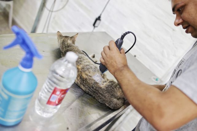 Van a realizar castraciones gratuitas a animales de compañía en Colastiné