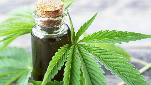 Darán de baja 300 mil permisos del Reprocann