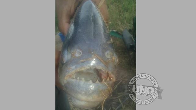 ¡¿Esta sí es una palometa gigante?!