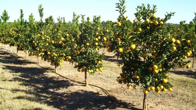 La helada de julio obliga a Argentina a redirigir sus cítricos hacia mercados de corta distancia.