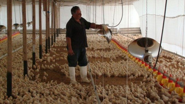 Valor agregado. La carne aviar gana terreno frente a la vacuna y la porcina