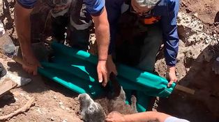 Final feliz: rescatan un perro de una alcantarilla tras 20 horas de trabajo