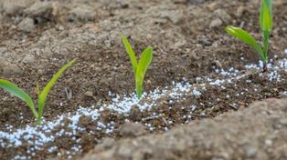 Fertilizantes. Bajó la importación de&nbsp; nitrogenados y fosfatados.